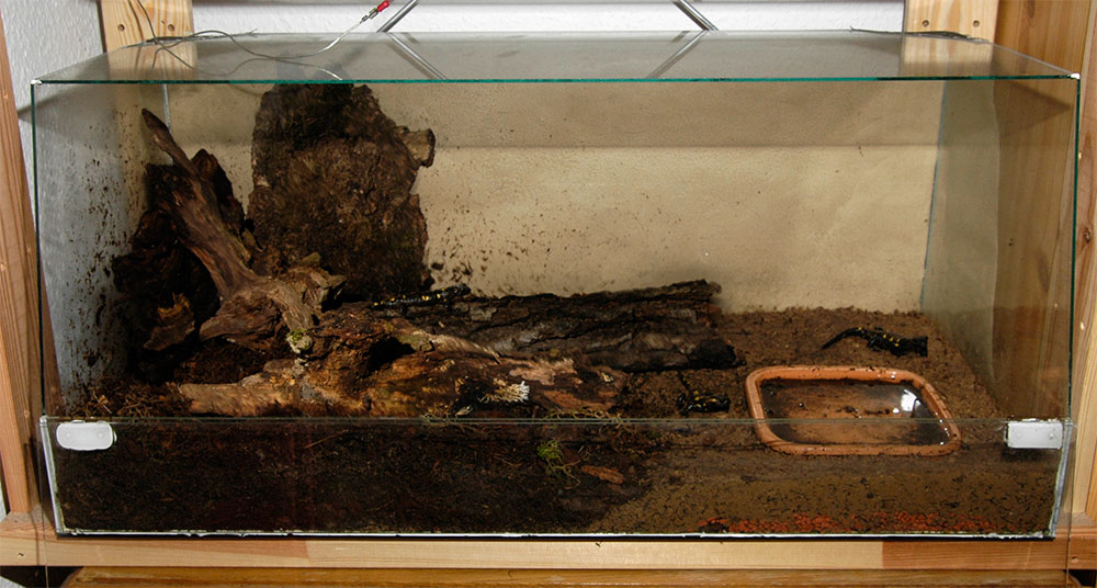 Terrarium Salamander