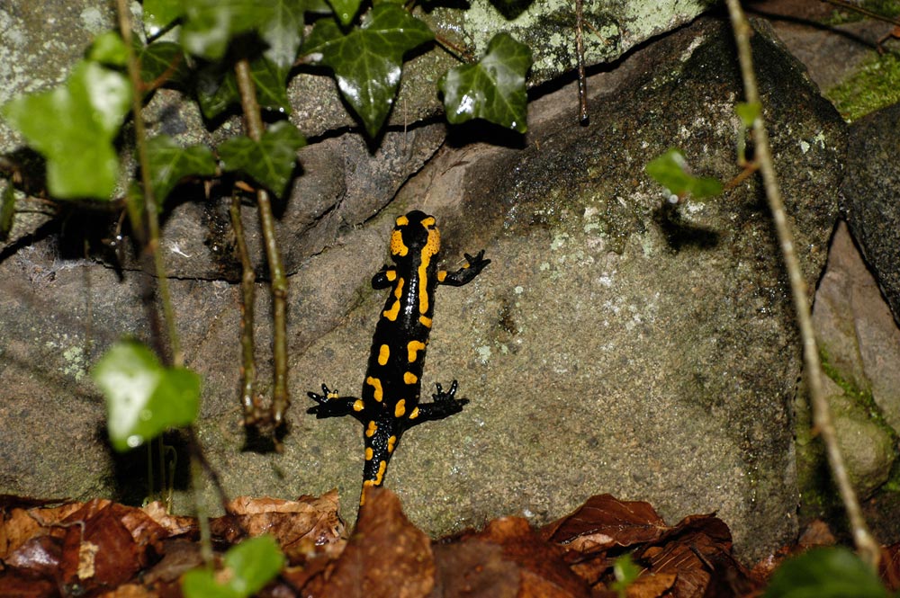 Feuersalamander