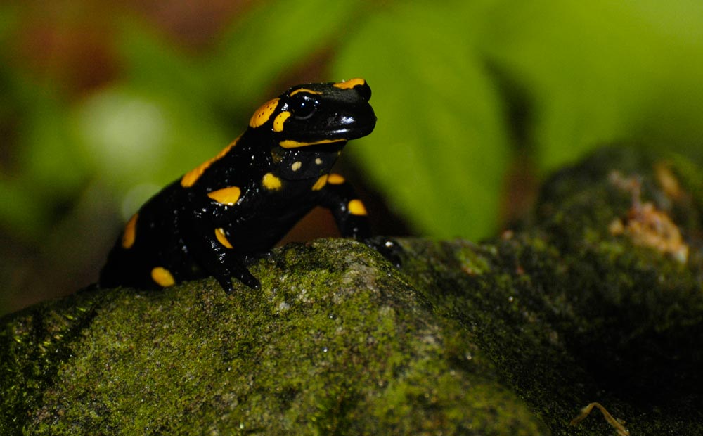 Feuersalamander