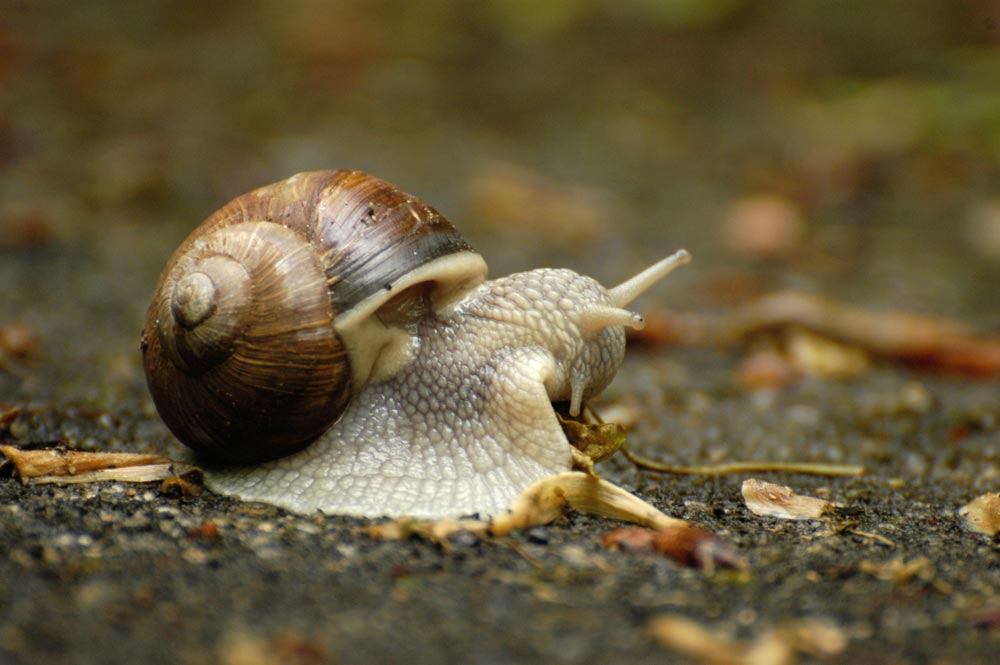 Weinbergschnecke