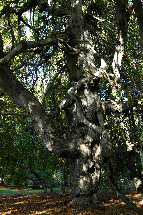 2013-01-12_baum-helfenberg2