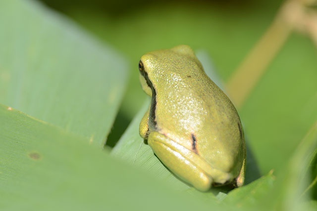 Laubfrosch (Hyla arborea), Jungtier