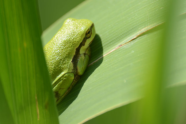 Laubfrosch (Hyla arborea), Jungtier