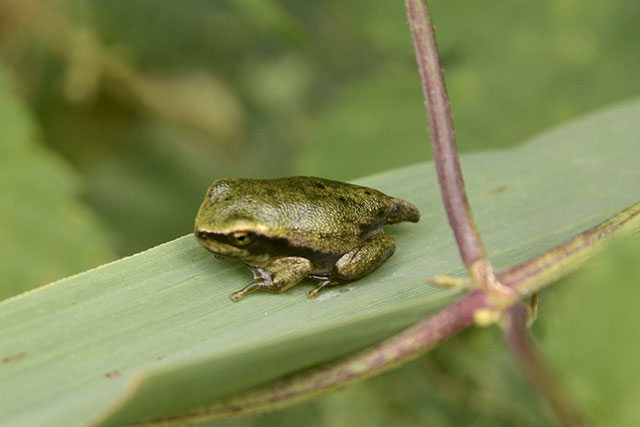 Laubfrosch (Hyla arborea), Jungtier