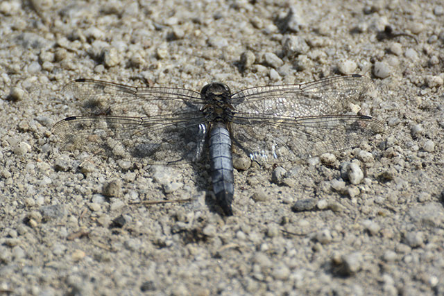 Großlibelle, Großer Blaupfeil