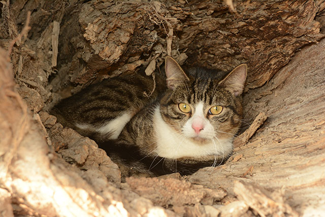 Katze in Baumhöhle, CC BY-NC