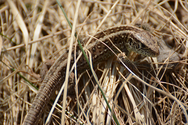 Zauneidechse, Weibchen