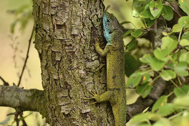 Smaragdeidechse, Männchen