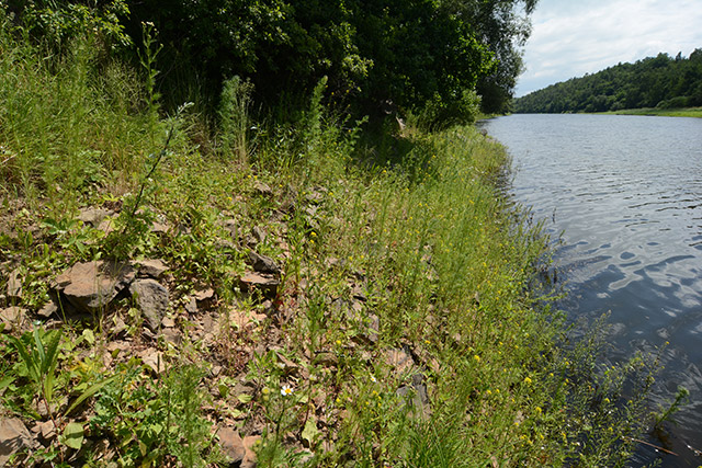 Flussufer, Schlangenbiotop