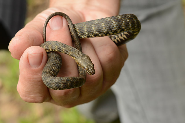 Würfelnatter (Natrix tessellata)