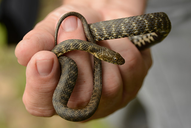 Würfelnatter (Natrix tessellata)