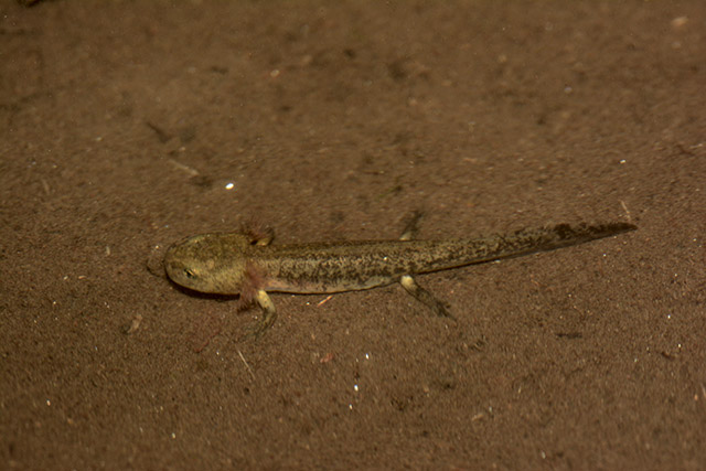 Larve Feuersalamander im Biotop