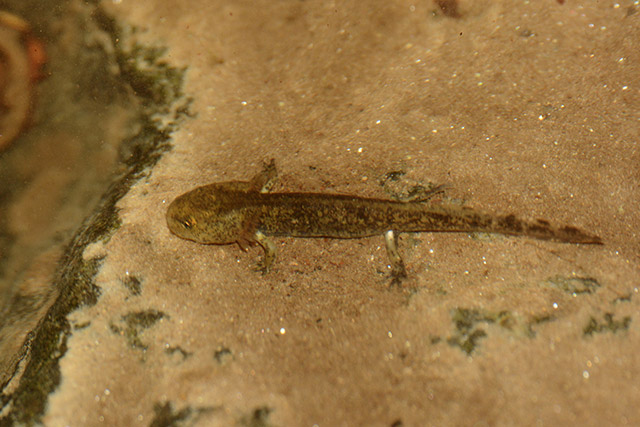 Larve Feuersalamander im Biotop