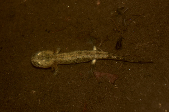 Larve Feuersalamander im Biotop