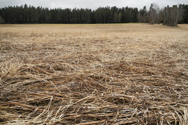 Feld, ungpflügt