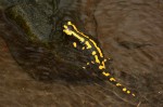 Feuersalamander (Salamandra salamandra)