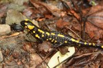 Feuersalamander (Salamandra salamandra)