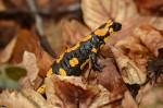 Feuersalamander (Salamandra salamandra)