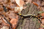 Feuersalamander (Salamandra salamandra)