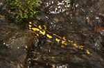 Feuersalamander (Salamandra salamandra)