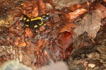 Feuersalamander (Salamandra salamandra)