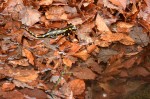 Feuersalamander (Salamandra salamandra) am Bach