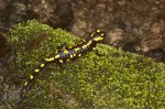 Feuersalamander (Salamandra salamandra)