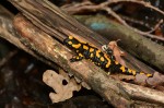 Feuersalamander (Salamandra salamandra)