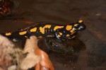 Feuersalamander (Salamandra salamandra) mit abgesetzter Larve