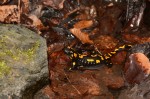 Feuersalamander (Salamandra salamandra)