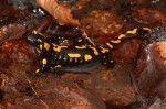 Feuersalamander (Salamandra salamandra)