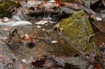 Feuersalamander (Salamandra salamandra)