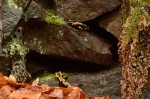 Zwei Feuersalamander (Salamandra salamandra) am Versteck