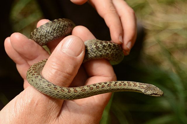 Auf Reptiliensuche im tschechischen Eger-Tal