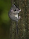 Siebenschläfer (Glis glis)