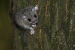 Siebenschläfer (Glis glis)