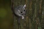 Siebenschläfer (Glis glis)