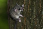 Siebenschläfer (Glis glis)