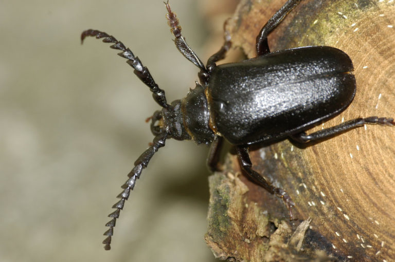 Vögel und Insekten sterben – grüne Panikmache oder reales Problem?